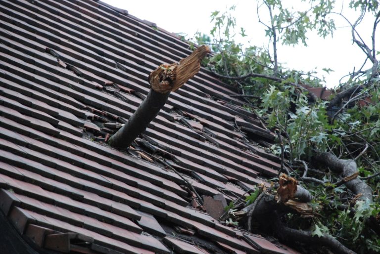 roof tree damage
